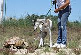 GREYHOUND & TORTUE GEOCHELONE SULCATA 042